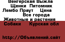 Венгерская Выжла. Щенки. Питомник Лембо Праут. › Цена ­ 35 000 - Все города Животные и растения » Собаки   . Курская обл.